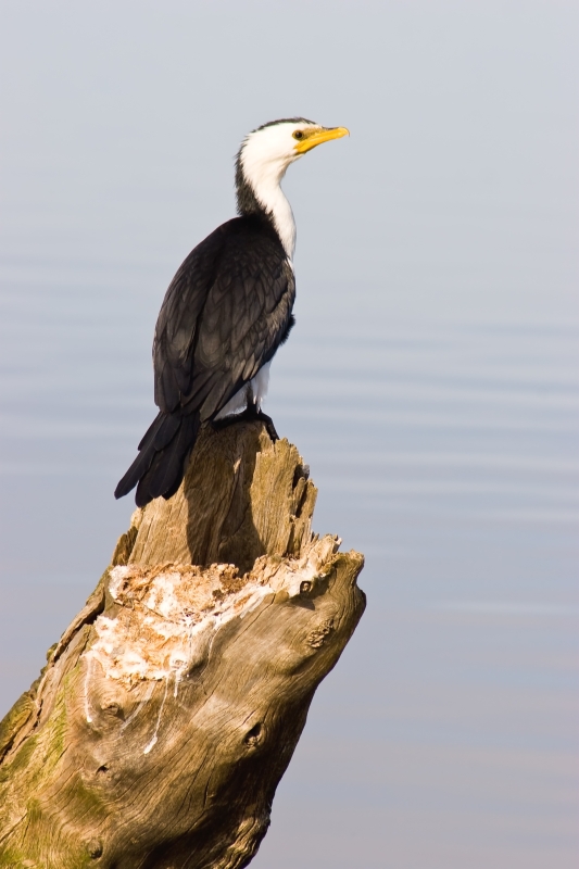 Australia 048.jpg :: An Australian Little Pied Cormorant perched on knarled tree stump