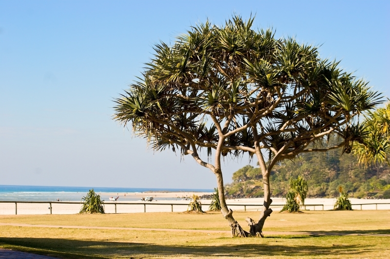 Australia 051.jpg :: A large Pandanas palm on the beach front, Gold Coast, Queensland, Australia