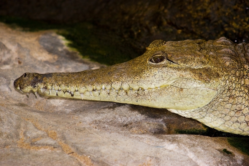 Australia 054.jpg :: An Australian freshwater crocodile keeps a fixed stare