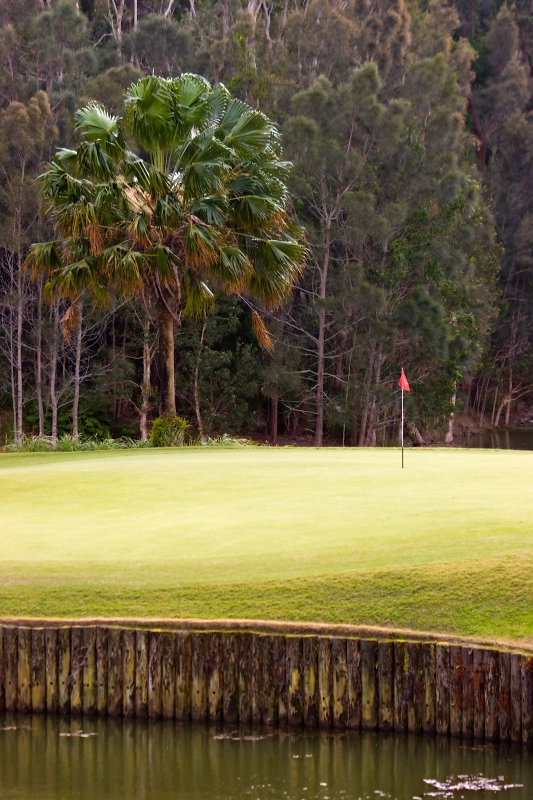 Australia 057.jpg :: A palm tree close to a lonely golf green in the swamp, Queensland, Australia