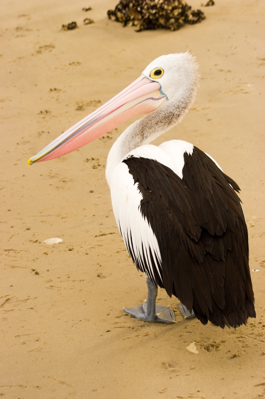 Australia 058.jpg :: An Australian Pelican takes a glance behind