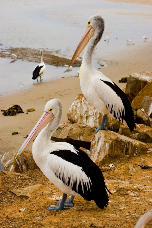 Australia 059.jpg :: Two pelicans surveying the estuary, New South Wales, Australia