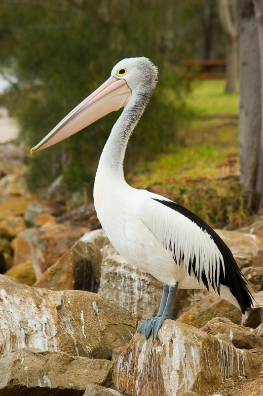 Australia 060.jpg :: An Australian Pelican stands proud on rocks