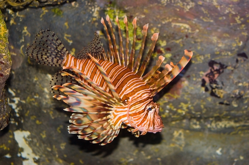 Australia 061.jpg :: A poison stonefish from Australia's east coast