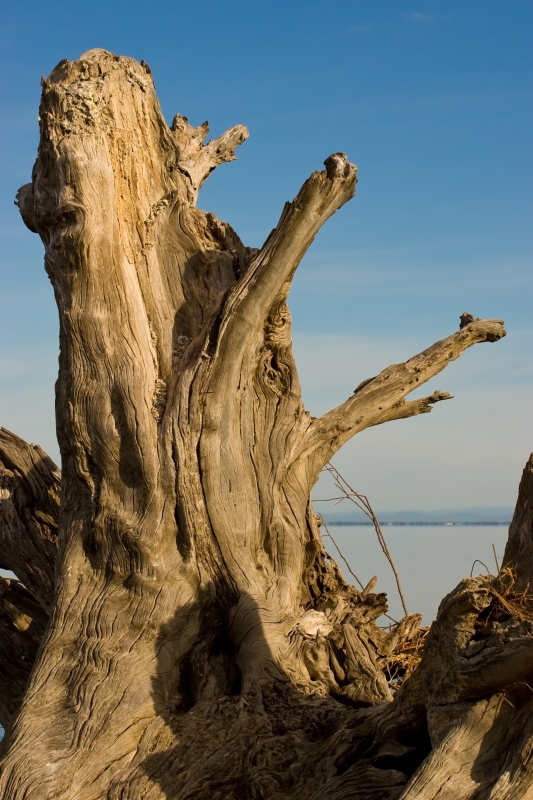 Australia 069.jpg :: A twisted tree stump against a blue sky