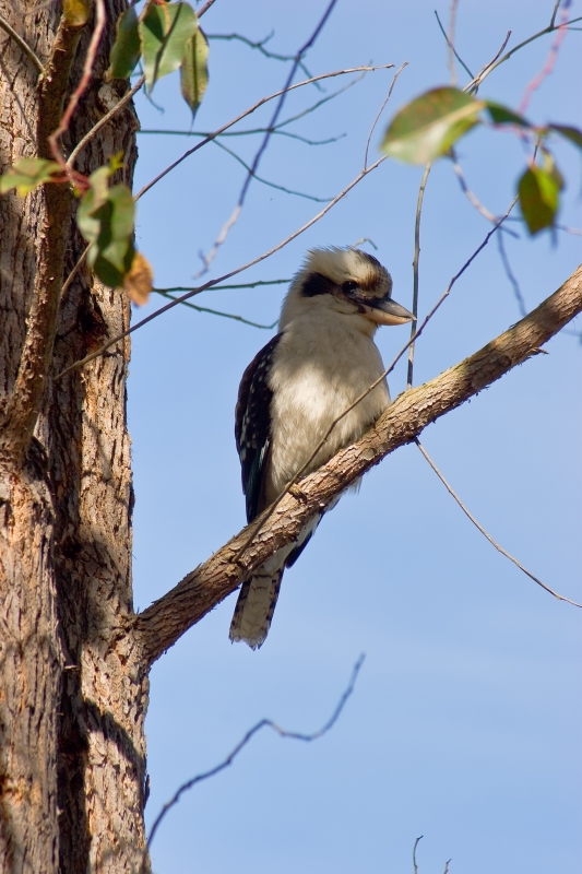 Australia 072.jpg :: An Australian Kookaburra bird perched in a tree