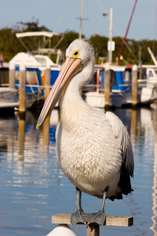 Australia 073.jpg :: An Australian Pelican perching in front of a harbour