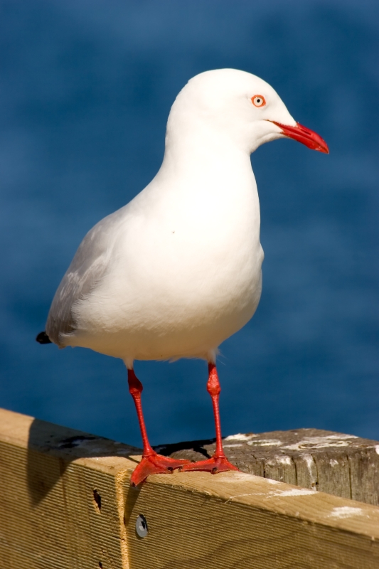 Australia 082.jpg