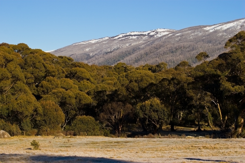 Australia 093.jpg :: A Ridge of the Snowy Mountains Australia with a clump of frosty tress in the foreground
