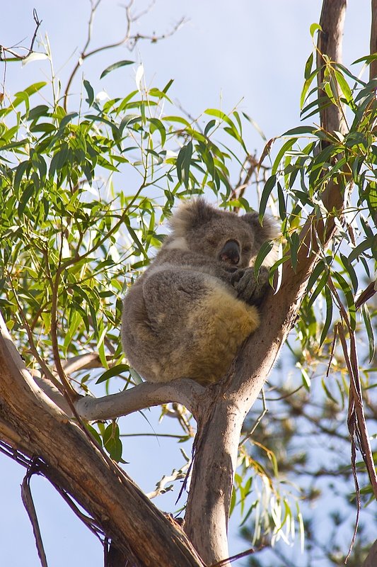 Australia 122.jpg :: A Koala bear resting in a eucalyptus tree