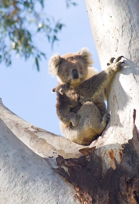 Australia 123.jpg :: A Koala bear with a baby resting in a eucalyptus tree