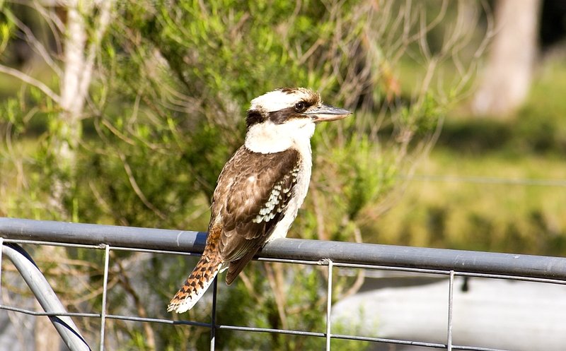 Australia 125.jpg :: Kookaburra perched on a farmyard fence