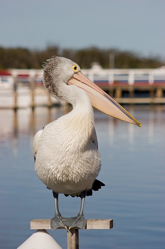 Australia 127.jpg :: An Australian Pelican perching in front of a harbour