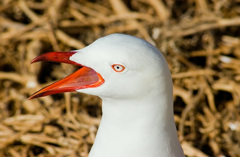 Australia 137.jpg :: Close up of the head of an Australian Silver Gull