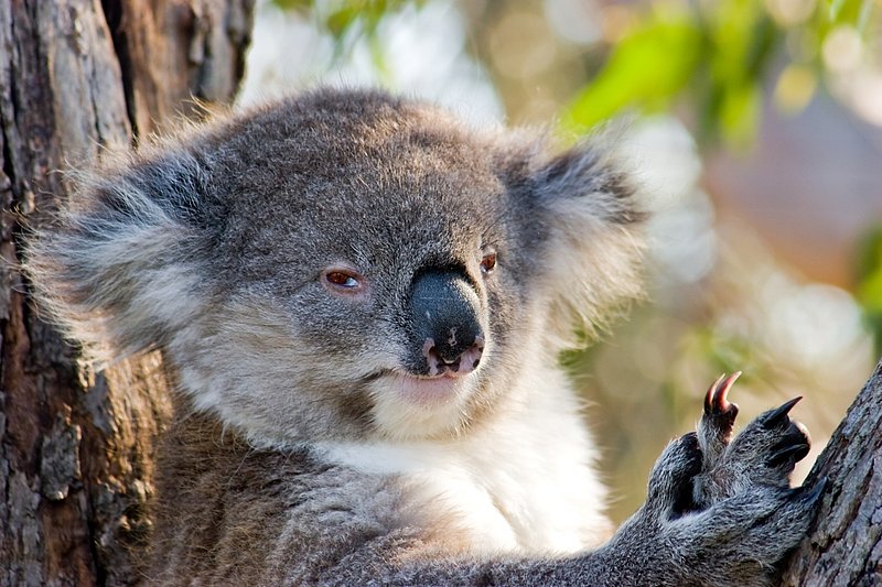 Australia 138.jpg :: A Koala stares back with piercing eyes