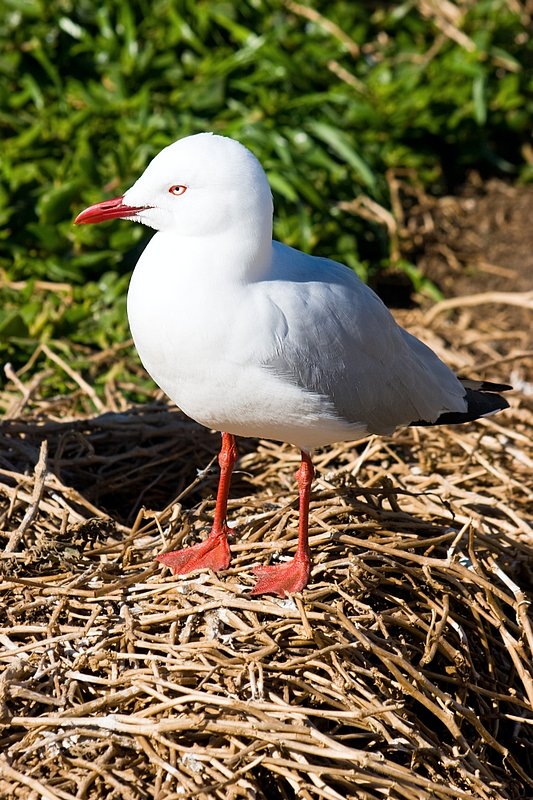 Australia 149.jpg :: An Australian Silver Headed Gull on its nest