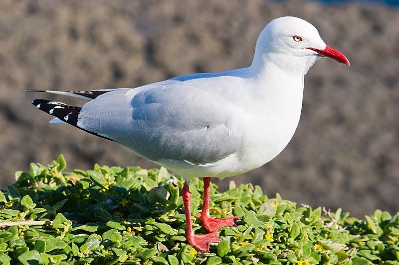 Australia 151.jpg :: An Australian Silver Headed Gull perched on a cliff top