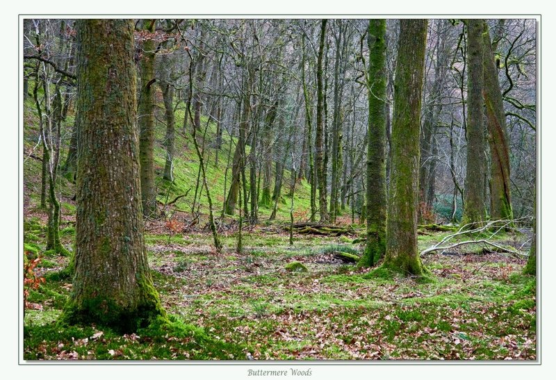 Buttermere Woods.jpg