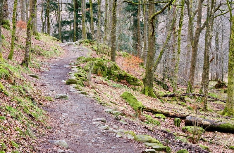 Rydal Woods.jpg :: Rydal Forest Path