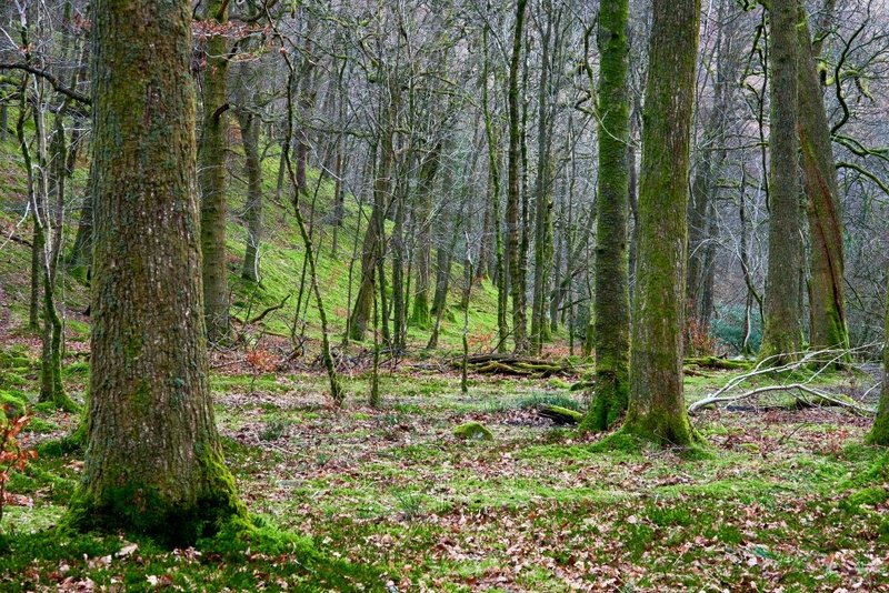 The woods at Buttermere.jpg :: Rydal Forest
