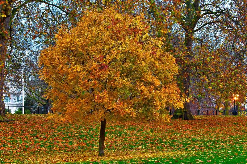 An Autumn Tree in St James Park_.jpg