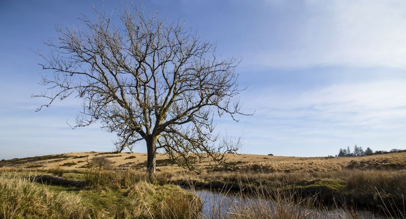 Moorland tree at Two Bridges - Dartmoor - Devon - England.jpg