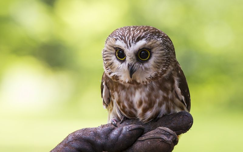 Sawhett Owl - a native of New England - USA.jpg