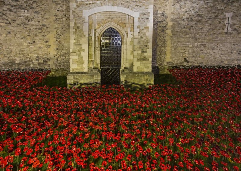 Tower Poppies_.jpg