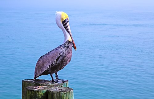 Florida Pelican on posts.jpg