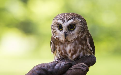 Sawhett Owl - native to New England - USA.jpg