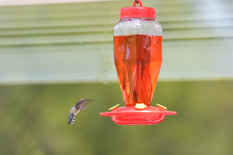 Hummingbird_0007.jpg