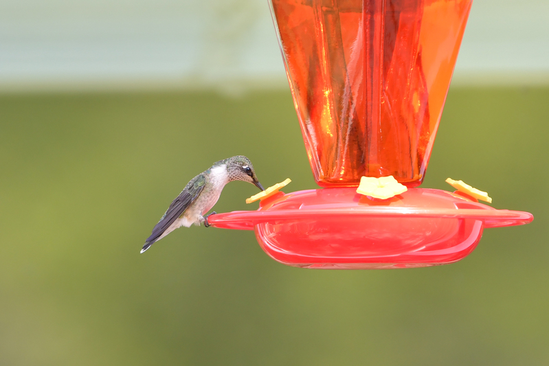 Hummingbird_0018.jpg