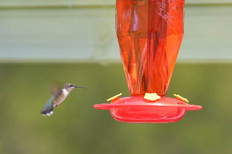Hummingbird_0026.jpg