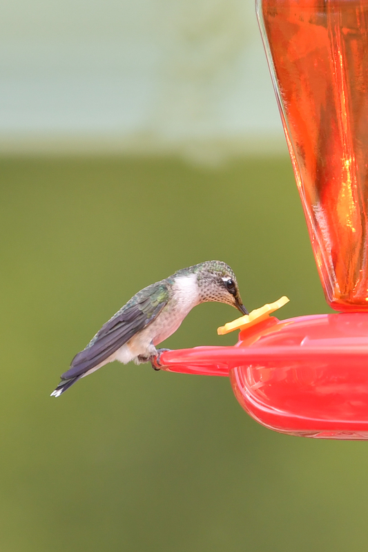 Hummingbird_0033.jpg