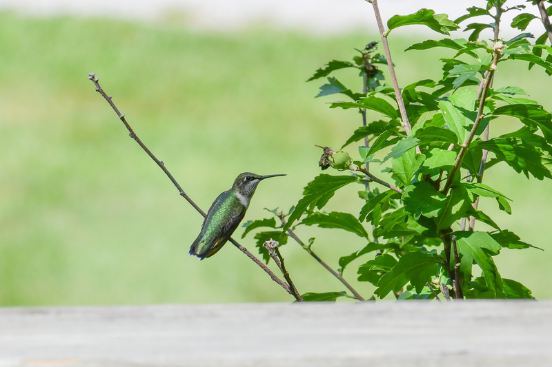 Hummingbird_0038.jpg