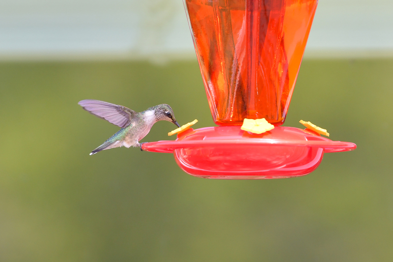 Hummingbird_0043.jpg