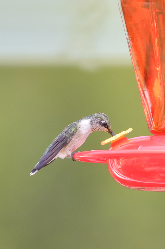 Hummingbird_0047.jpg