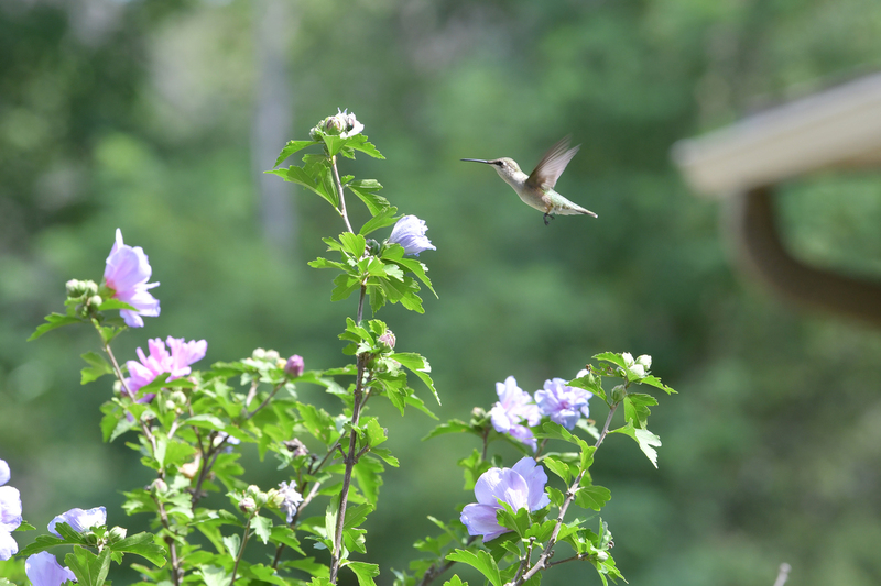 Hummingbird081322_0138.jpg
