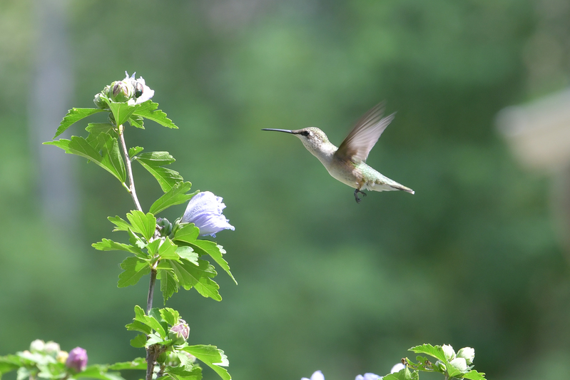 Hummingbird081322_0138C.jpg