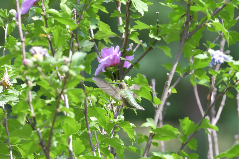 Hummingbird081322_0144.jpg