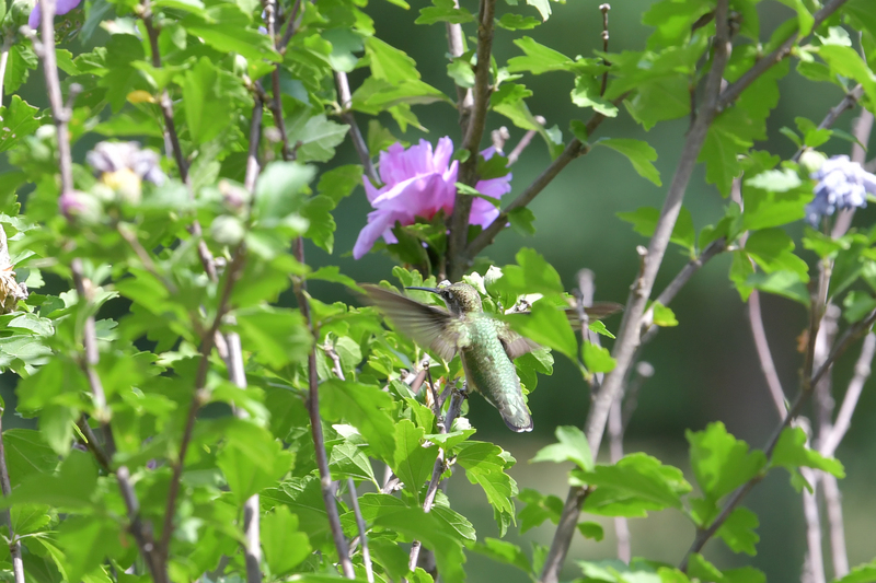 Hummingbird081322_0145.jpg