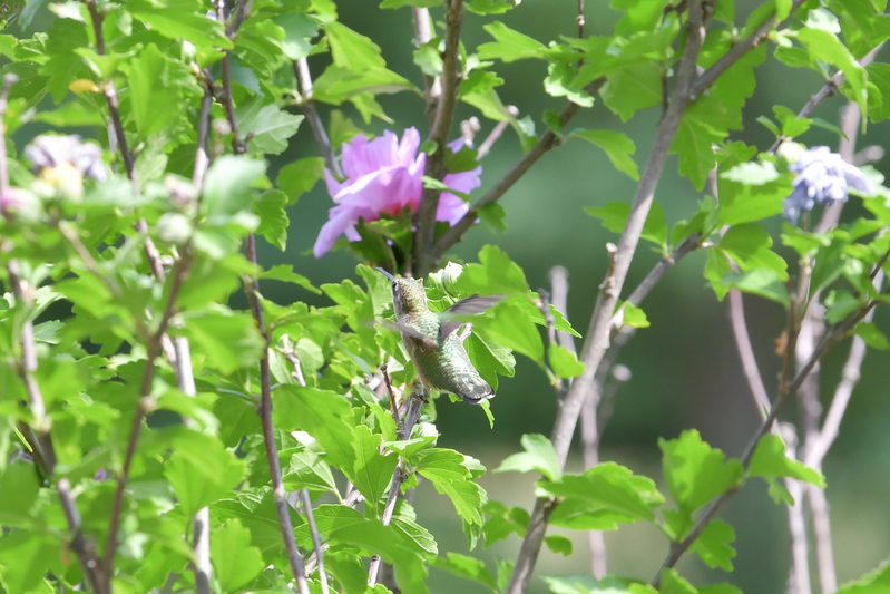 Hummingbird081322_0146.jpg