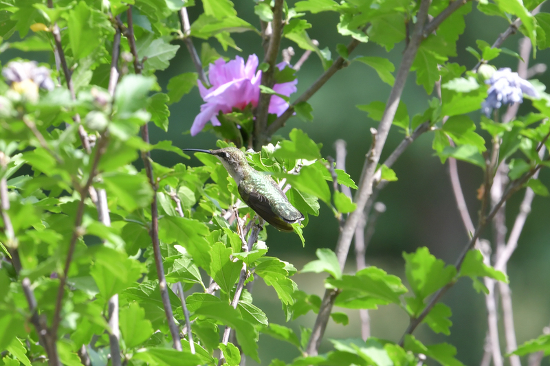 Hummingbird081322_0147.jpg