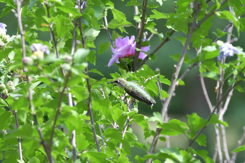 Hummingbird081322_0155.jpg
