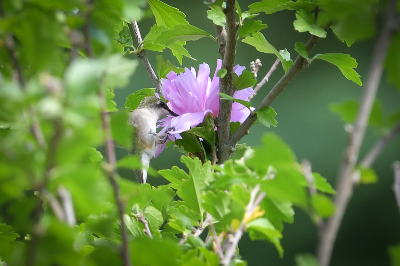 Hummingbird081322_0160.jpg