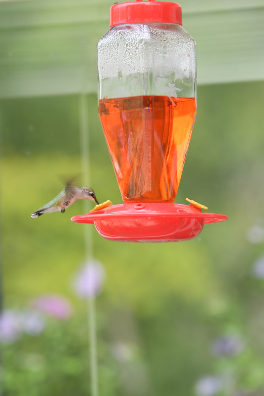 Hummingbird081322_0174.jpg