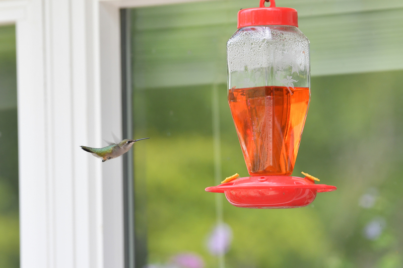 Hummingbird081322_0176.jpg