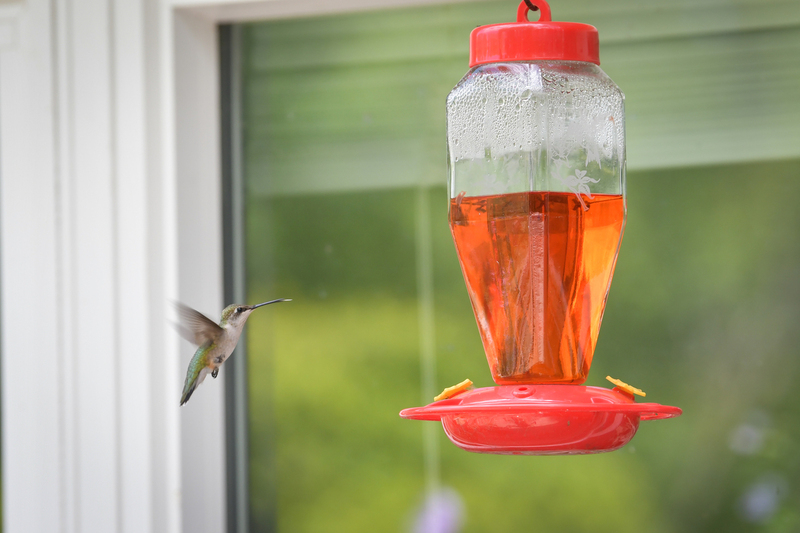Hummingbird081322_0177.jpg