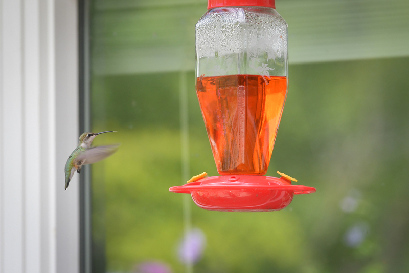 Hummingbird081322_0178.jpg