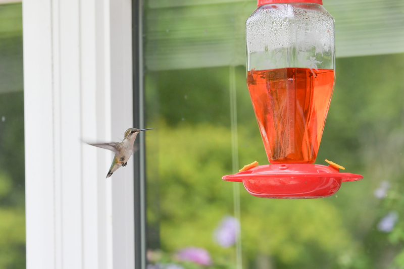 Hummingbird081322_0179.jpg